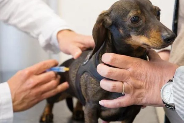 犬痿症的症状，会表现为起立不便