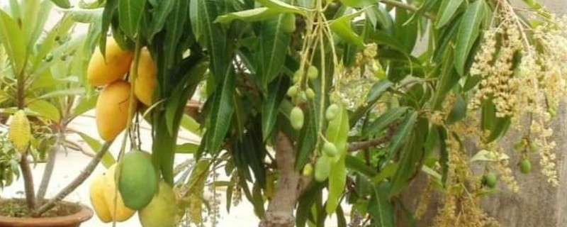 芒果盆栽如何过冬，首先就要控制好环境温度
