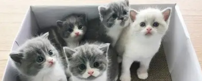 猫咪有哪些喜欢的玩具，推荐猫抓板、小老鼠等