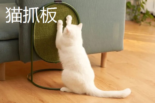 猫咪有哪些喜欢的玩具，推荐猫抓板、小老鼠等