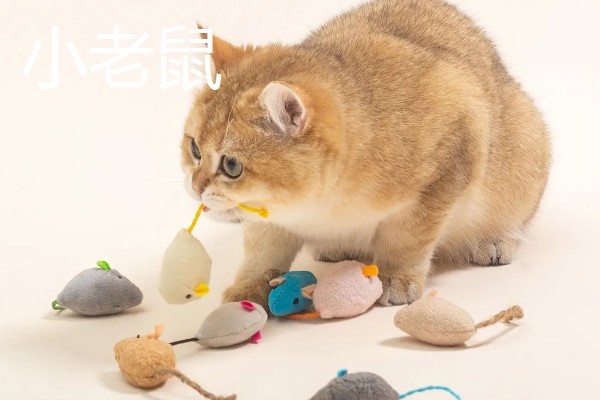 猫咪有哪些喜欢的玩具，推荐猫抓板、小老鼠等