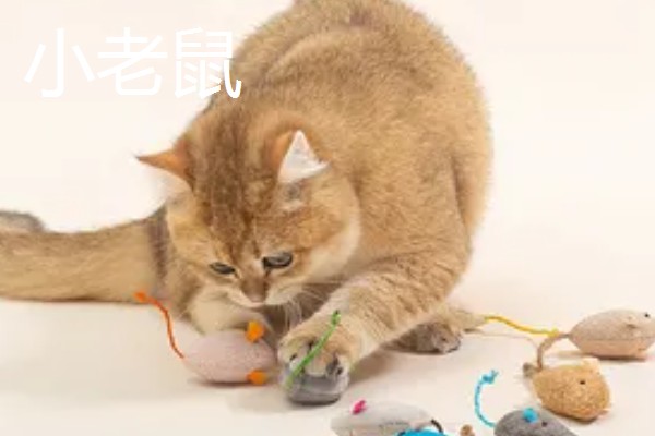 猫咪有哪些喜欢的玩具，推荐猫抓板、小老鼠等