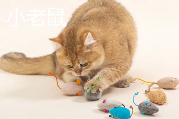猫咪有哪些喜欢的玩具，推荐猫抓板、小老鼠等