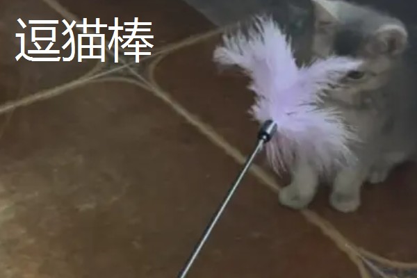 猫咪有哪些喜欢的玩具，推荐猫抓板、小老鼠等