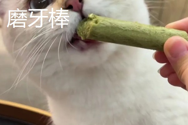 猫咪有哪些喜欢的玩具，推荐猫抓板、小老鼠等