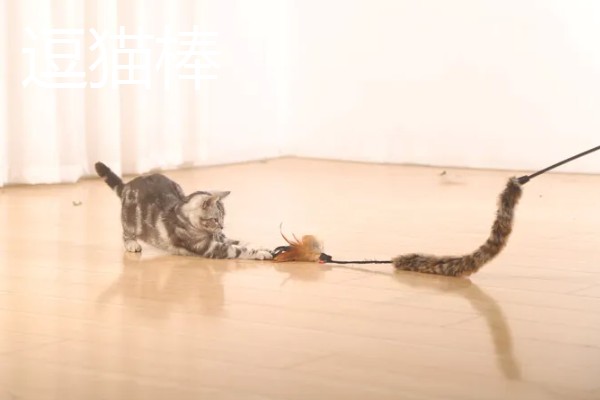 猫咪有哪些喜欢的玩具，推荐猫抓板、小老鼠等