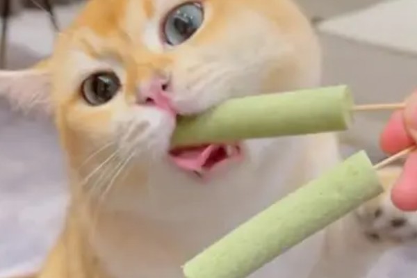 猫咪有哪些喜欢的玩具，推荐猫抓板、小老鼠等