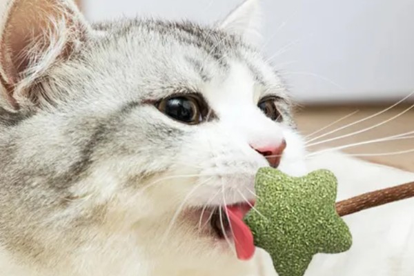 猫咪有哪些喜欢的玩具，推荐猫抓板、小老鼠等