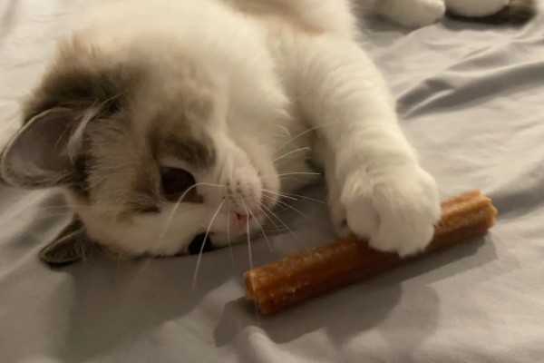 猫咪有哪些喜欢的玩具，推荐猫抓板、小老鼠等