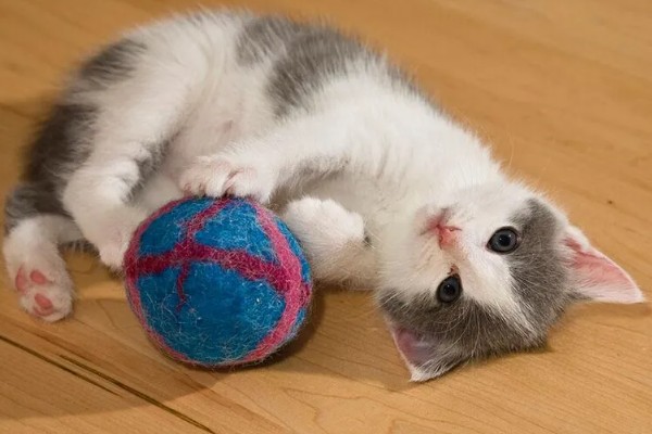 猫咪有哪些喜欢的玩具，推荐猫抓板、小老鼠等