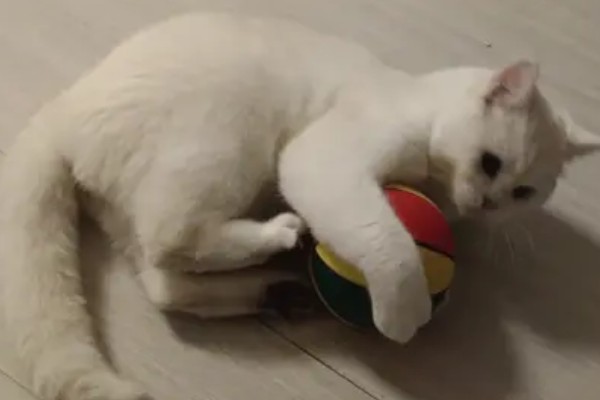 猫咪有哪些喜欢的玩具，推荐猫抓板、小老鼠等