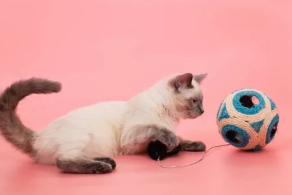 猫咪有哪些喜欢的玩具，推荐猫抓板、小老鼠等