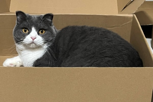 猫咪有哪些喜欢的玩具，推荐猫抓板、小老鼠等