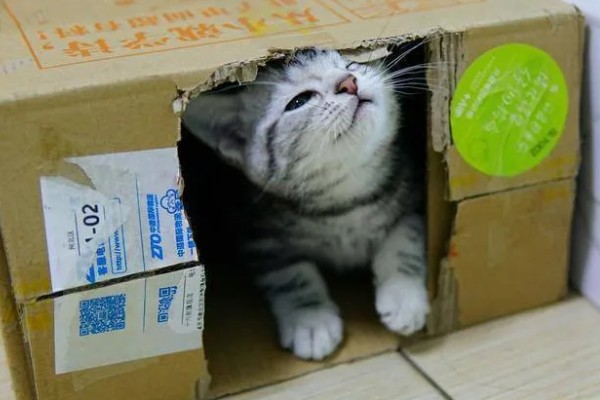 猫咪有哪些喜欢的玩具，推荐猫抓板、小老鼠等