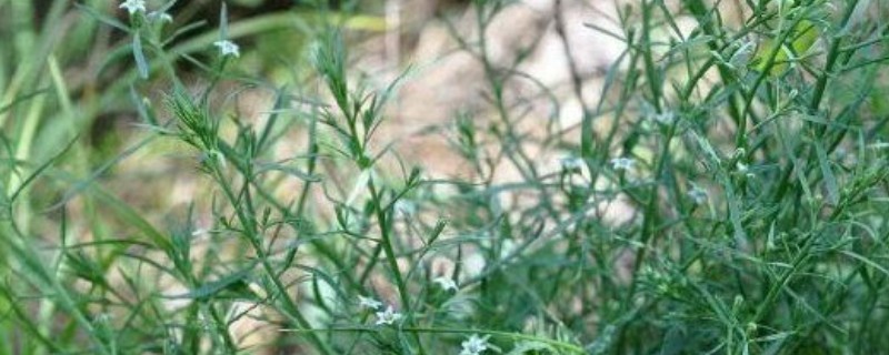 为什么百蕊草这么贵，其药用价值极高
