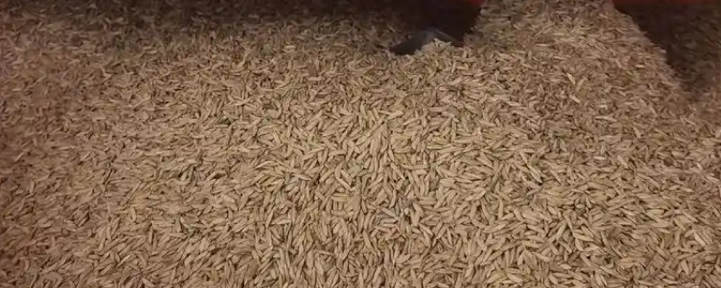 栽培农作物之前怎么处理种子，首先要精选种子