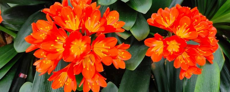 君子兰的风水作用,可提升事业运、通风报喜等