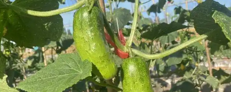 四月份可以种什么蔬菜，可以种晚黄瓜、高山地黄瓜、菜瓜等