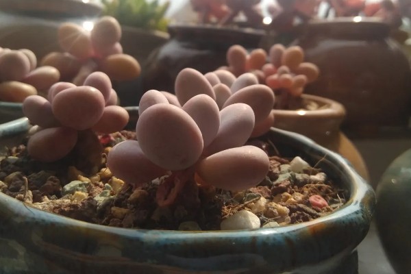 肉肉桃的外形特点，其株形矮小圆润