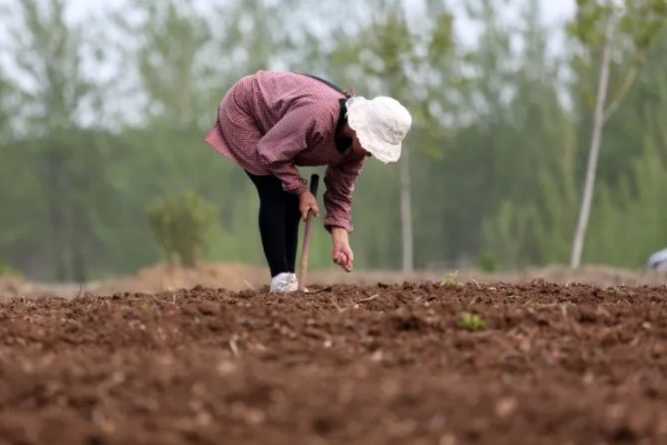 四月份可以种什么蔬菜，可以种晚黄瓜、高山地黄瓜、菜瓜等
