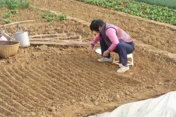 四月份可以种什么蔬菜，可以种晚黄瓜、高山地黄瓜、菜瓜等