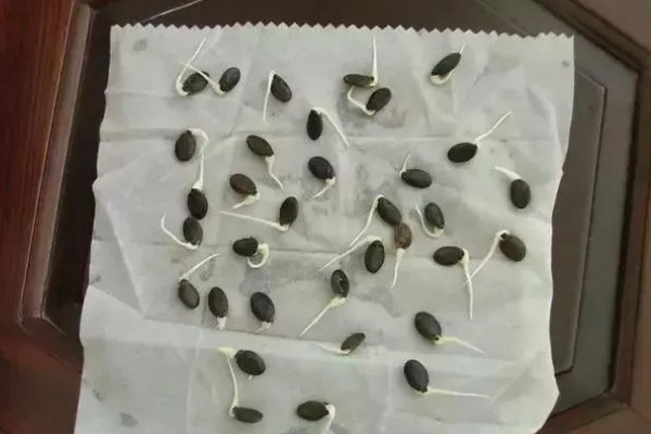 栽培农作物之前怎么处理种子，首先要精选种子