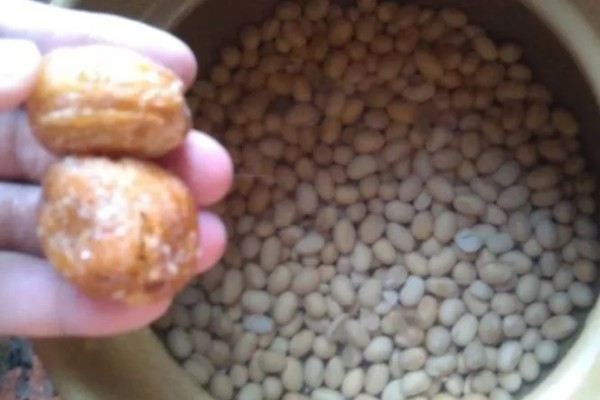 怎么种苦瓜，播种前先浸种