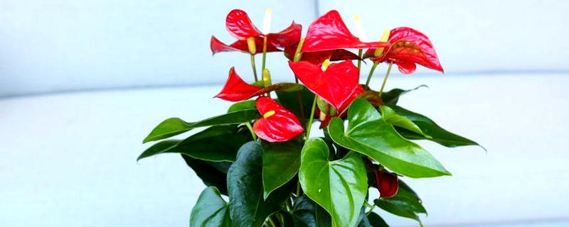 红掌能晒太阳吗，红掌可以晒太阳