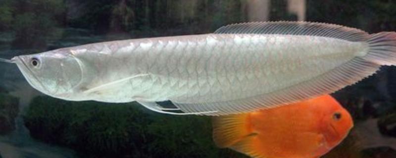 银龙鱼不爱游动的原因及解决方法，可能是生病了