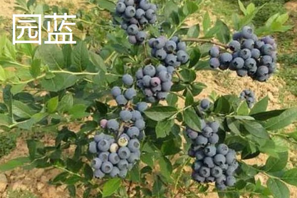蓝莓的优良品种介绍，推荐园蓝、奥尼尔等