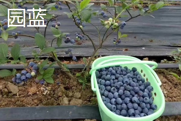 蓝莓的优良品种介绍，推荐园蓝、奥尼尔等