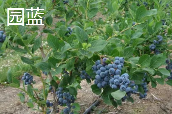 蓝莓的优良品种介绍，推荐园蓝、奥尼尔等