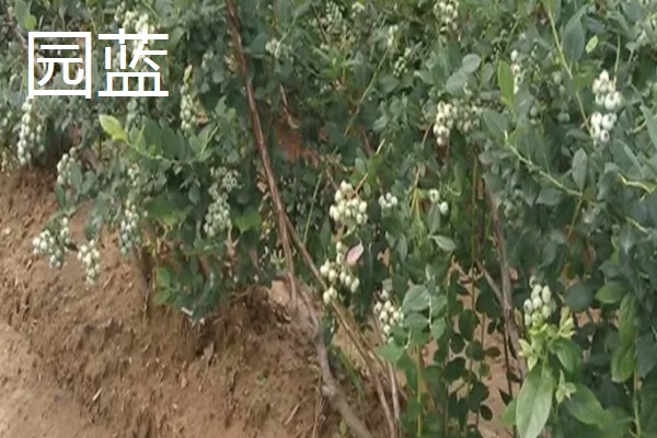 蓝莓的优良品种介绍，推荐园蓝、奥尼尔等