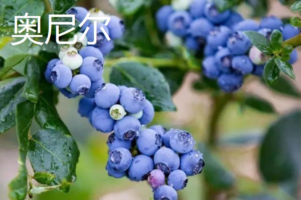 蓝莓的优良品种介绍，推荐园蓝、奥尼尔等