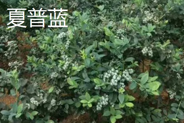 蓝莓的优良品种介绍，推荐园蓝、奥尼尔等