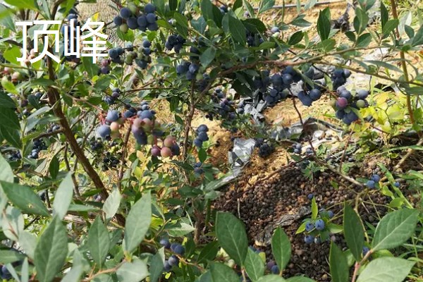蓝莓的优良品种介绍，推荐园蓝、奥尼尔等