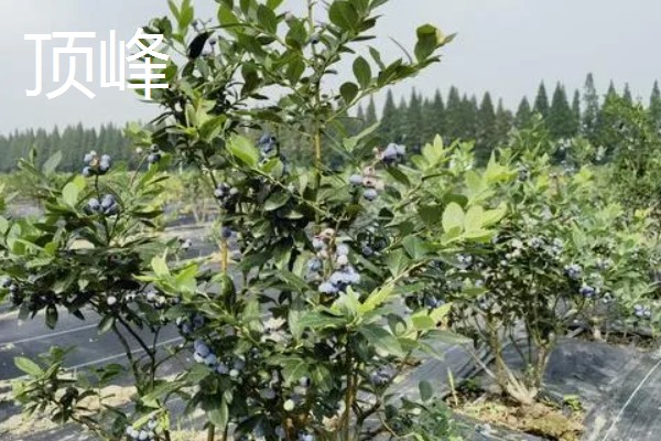 蓝莓的优良品种介绍，推荐园蓝、奥尼尔等