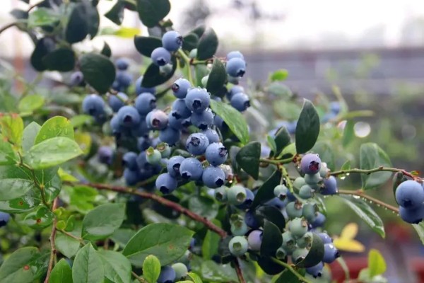 蓝莓的优良品种介绍，推荐园蓝、奥尼尔等