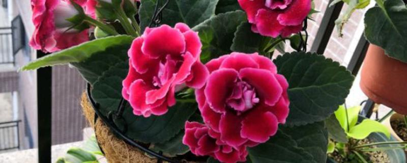 芙蓉花的养殖方法,春秋季节每隔2-3天浇一次水