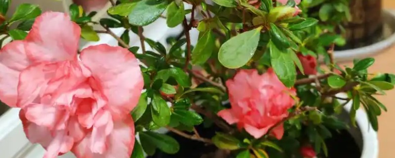 种花的正确方法,要准备一个盆底带孔的花盆