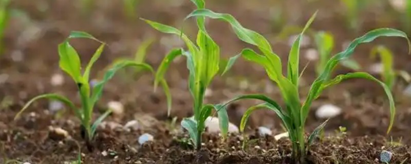 幼苗发生药害怎么解决，需及时喷洒清水2-3次