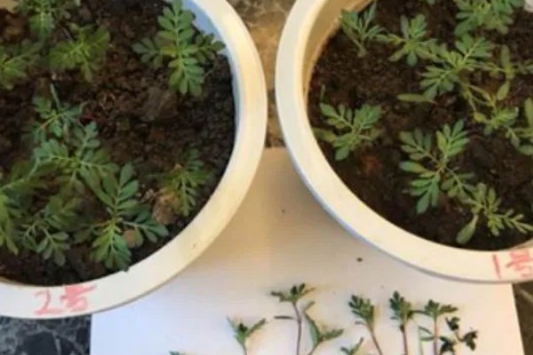 孔雀草如何扦插，插穗要用多菌灵液浸泡消毒