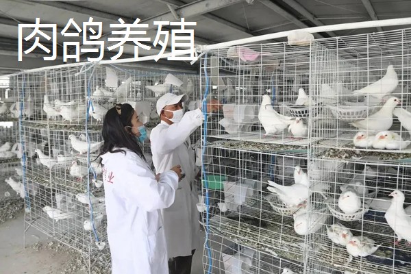 农村可以做什么生意，推荐农村快递、瓷砖店等