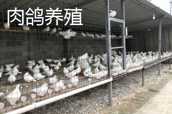 农村可以做什么生意，推荐农村快递、瓷砖店等