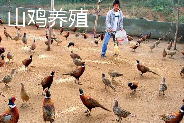 农村可以做什么生意，推荐农村快递、瓷砖店等
