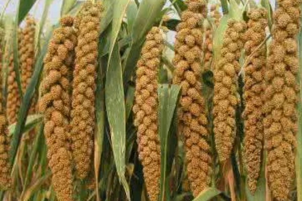 小米什么时候收割，南方9月左右就可收割