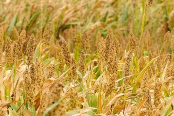 小米什么时候收割，南方9月左右就可收割