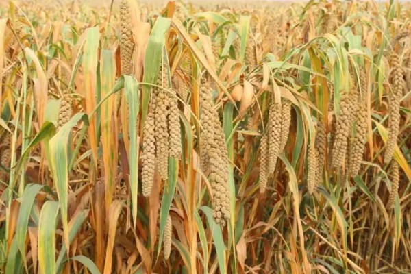 小米什么时候收割，南方9月左右就可收割