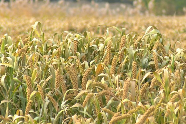 小米什么时候收割，南方9月左右就可收割