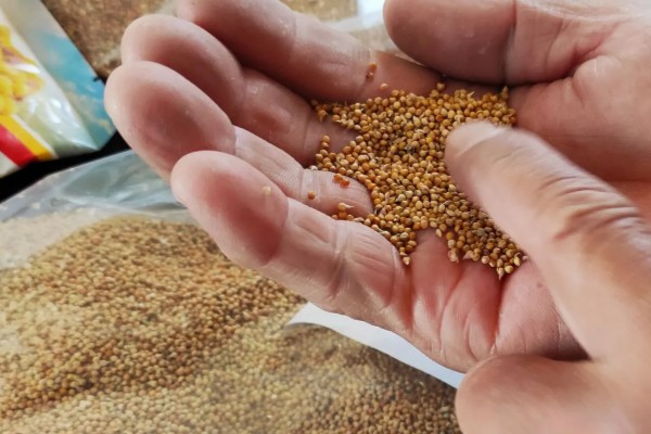 小米什么时候收割，南方9月左右就可收割